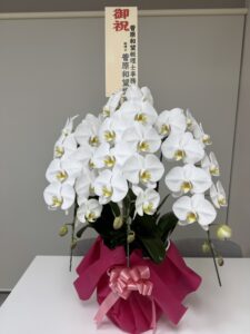 胡蝶蘭